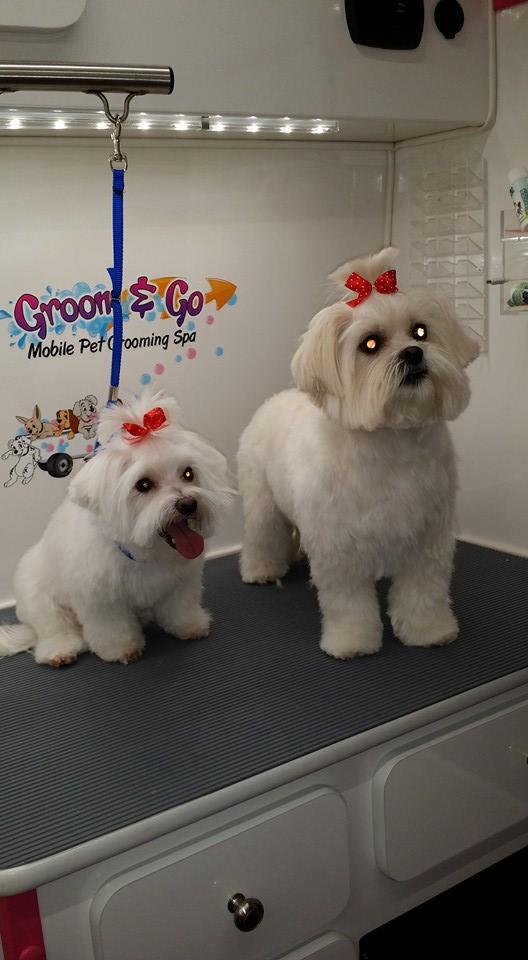 Groom & go pet grooming sale spa