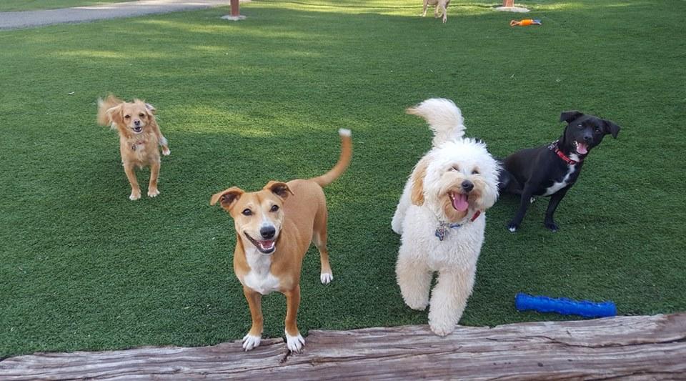 Spring Creek Kennel & Cattery