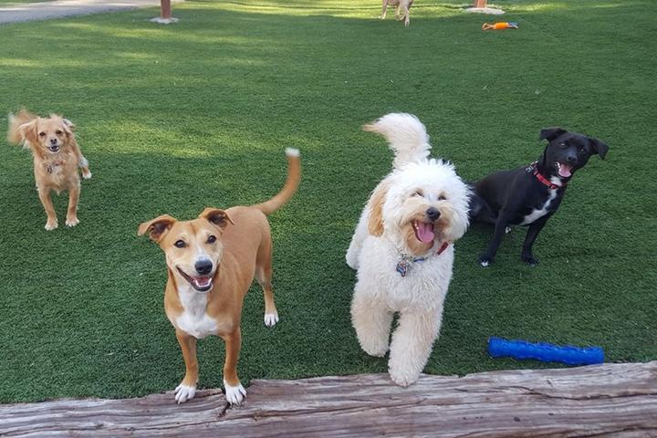 Pet Friendly Spring Creek Kennel & Cattery