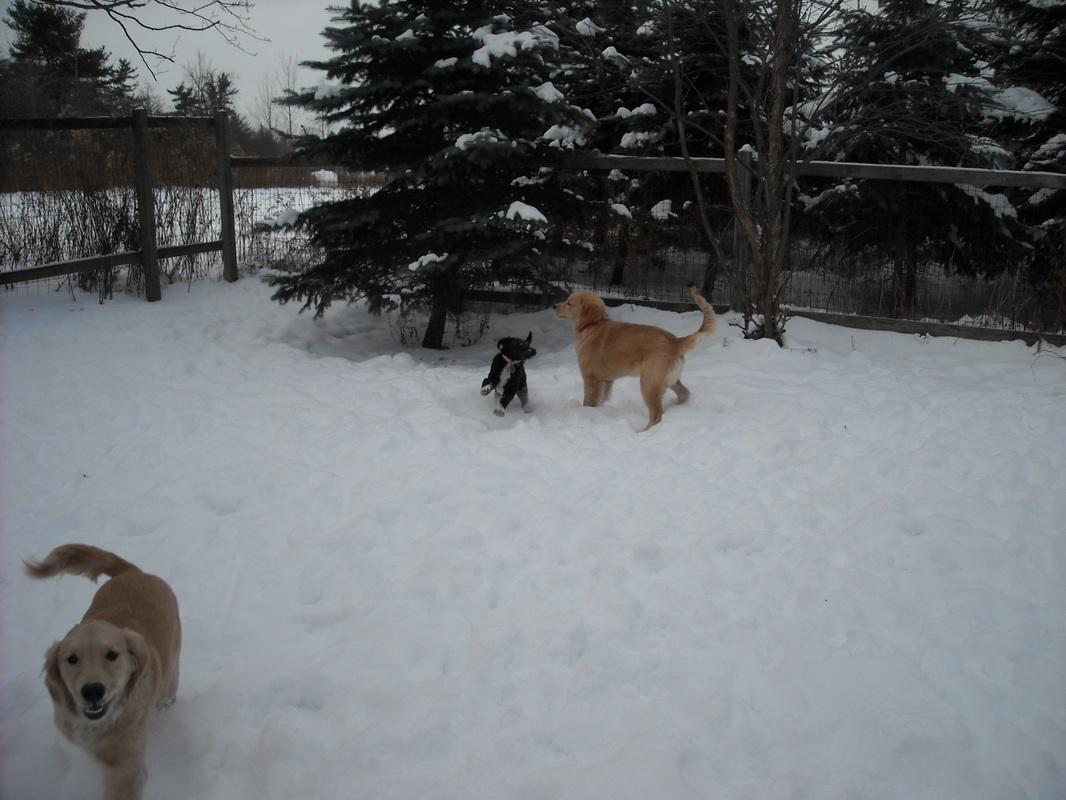 Highland farms sale kennel