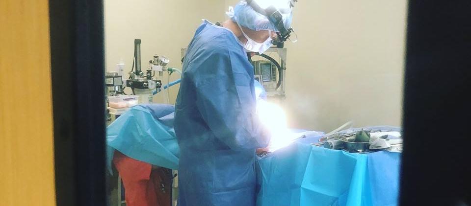 Animal Care Surgical Specialists Animal Care Surgical Specialists