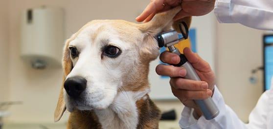 Pet Friendly Calaveras Veterinary Clinic