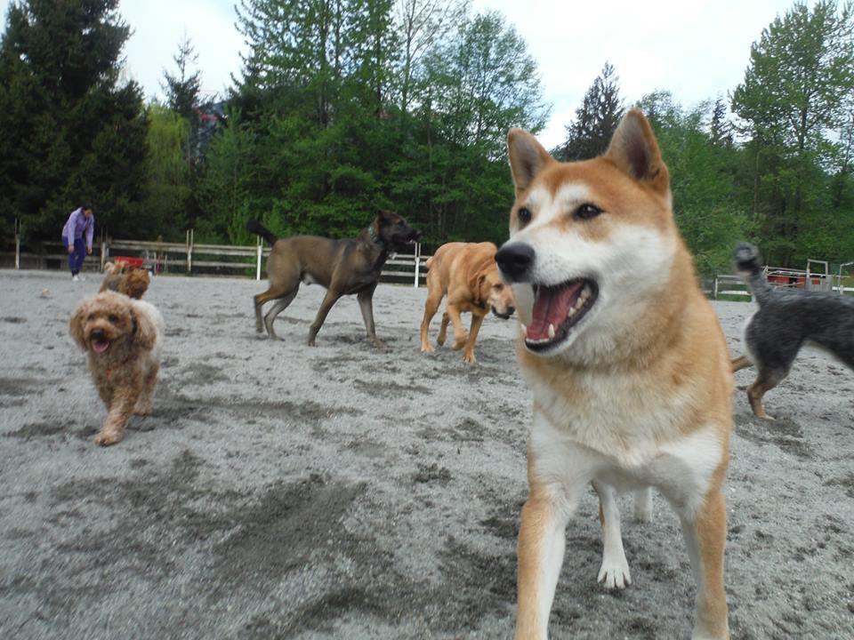 The Country Ranch Dog Boarding and Training