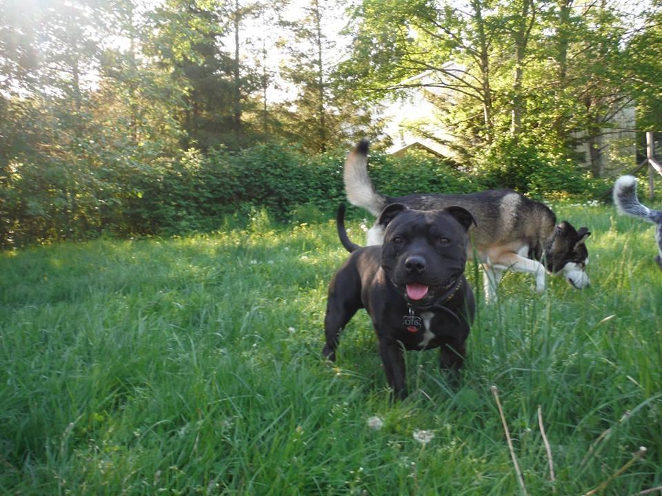 The Country Ranch Dog Boarding and Training