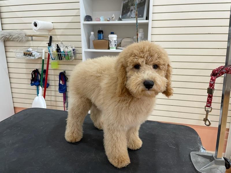Pet Friendly Glitz & Glamour Dog Grooming