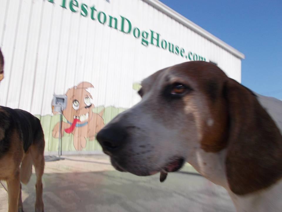 Pet Friendly Charleston Dog House