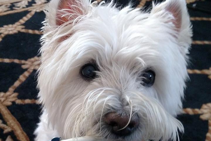 Directory Of Pet Businesses Pet Friendly Pleasant Services Llc In Mount Sc