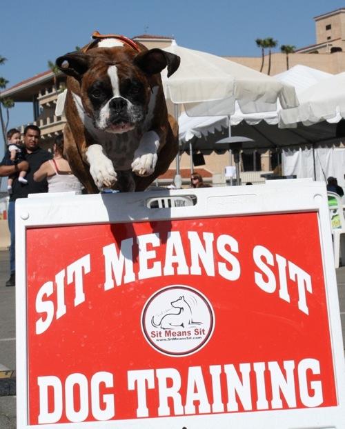 Sit Means Sit Dog Training San Diego