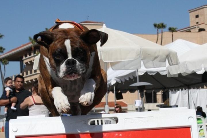 Pet Friendly Sit Means Sit Dog Training - San Diego