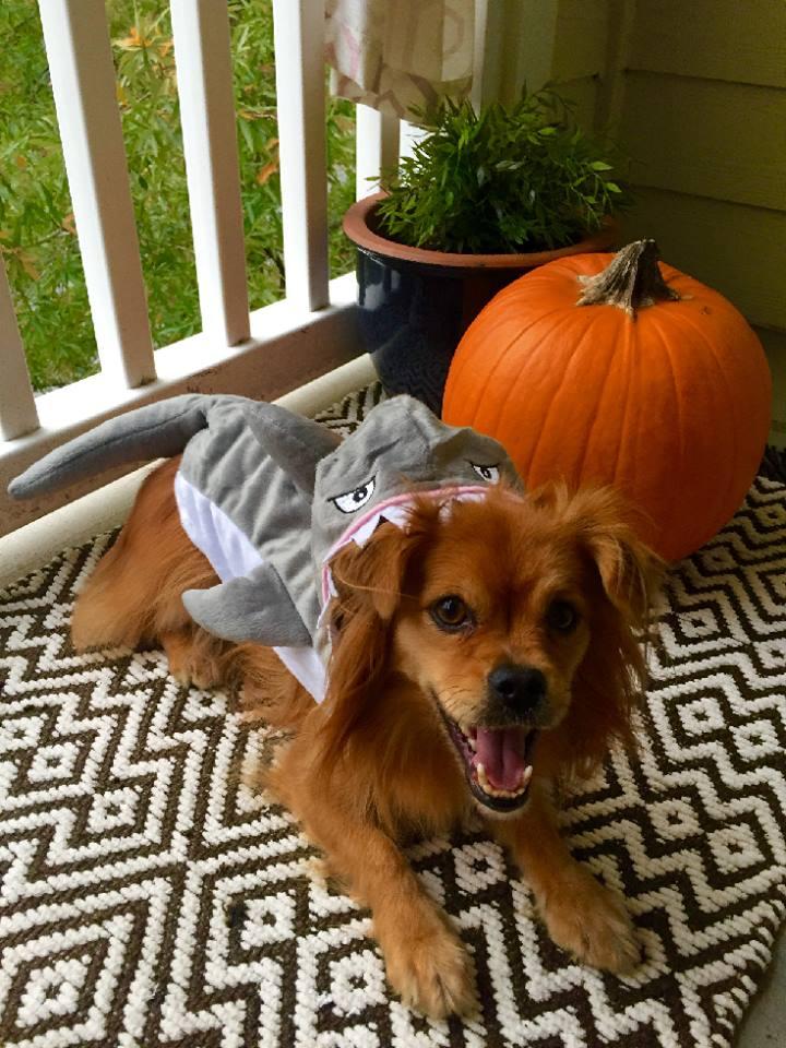 Southpoint Animal Hospital