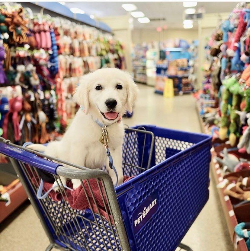 Brandon top puppy store