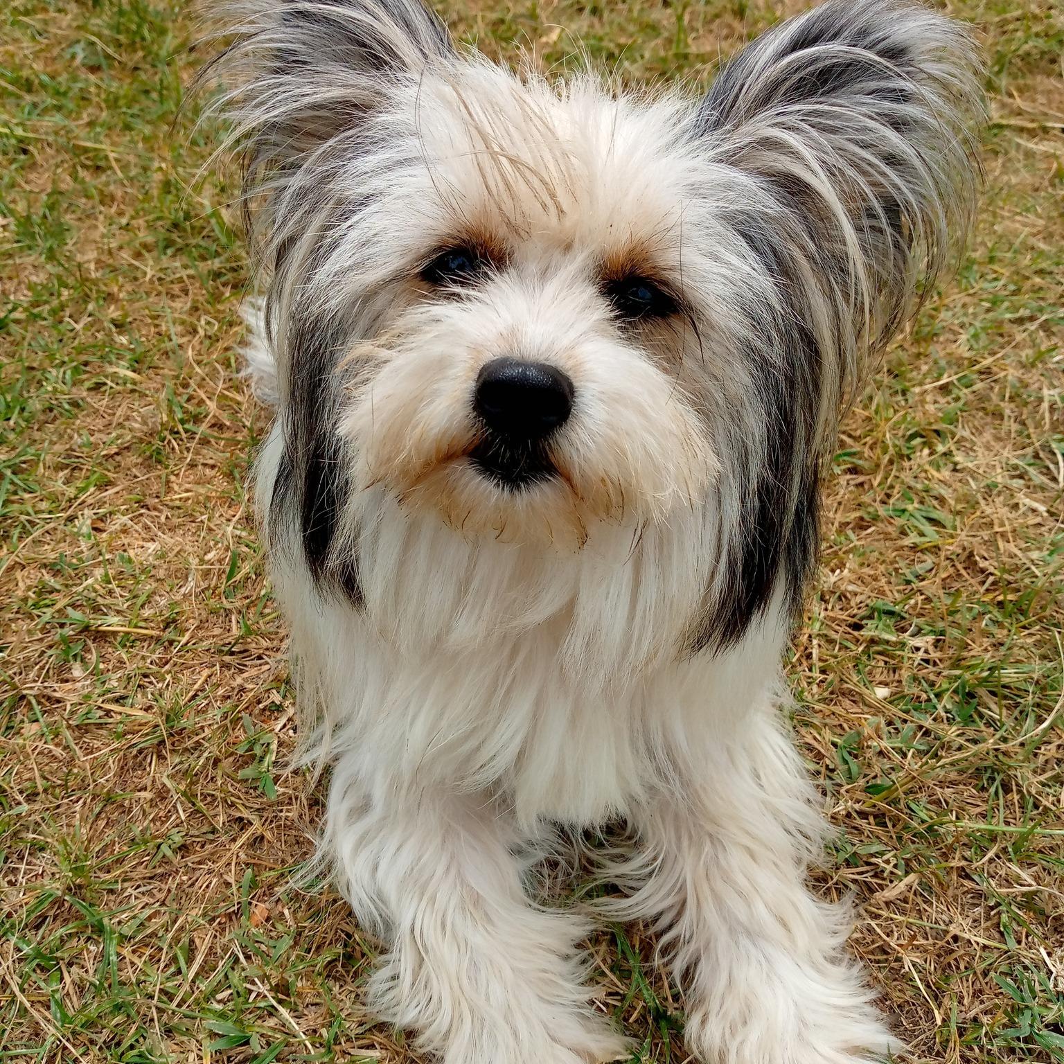 Pet Friendly Zurri Dog House