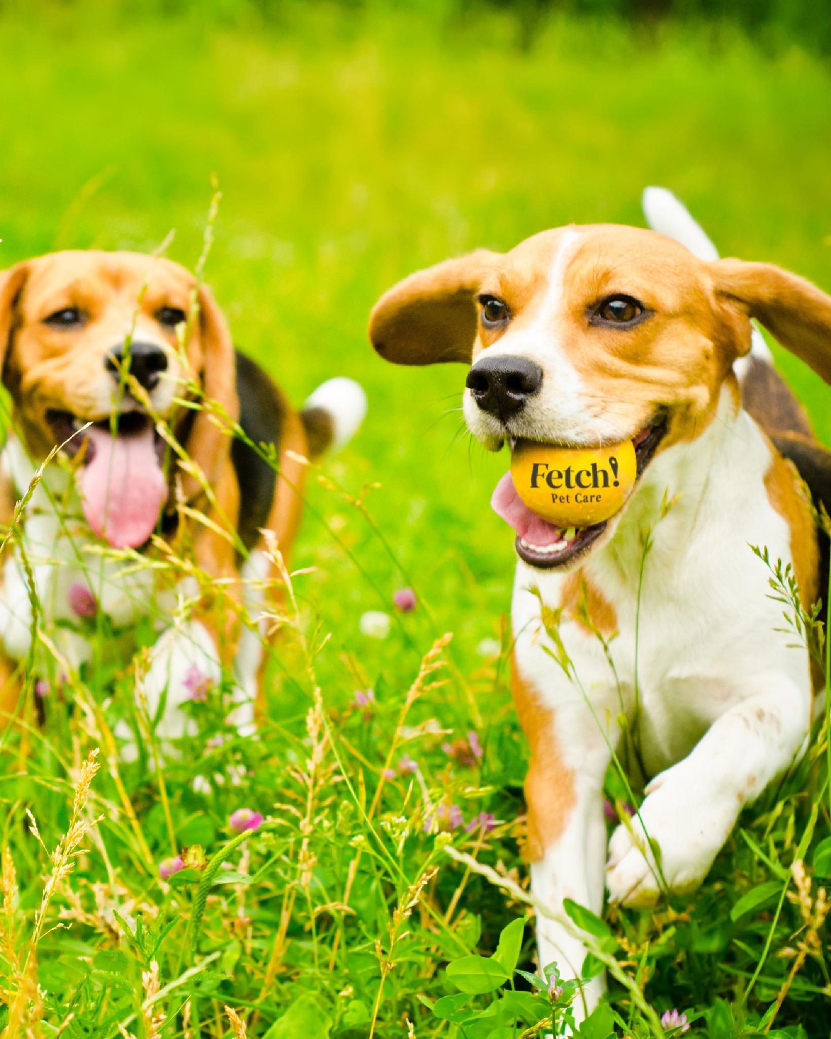 Pet Friendly Fetch! Pet Care of Charlottesville