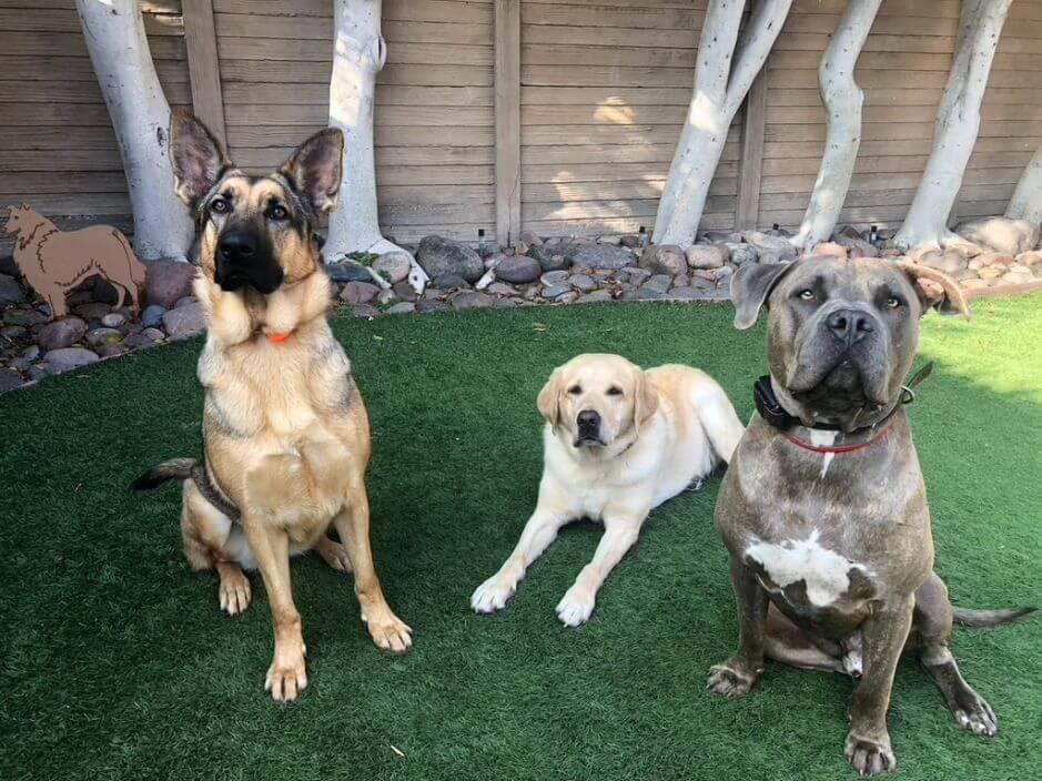 Pet Friendly 101 Dog Trainer