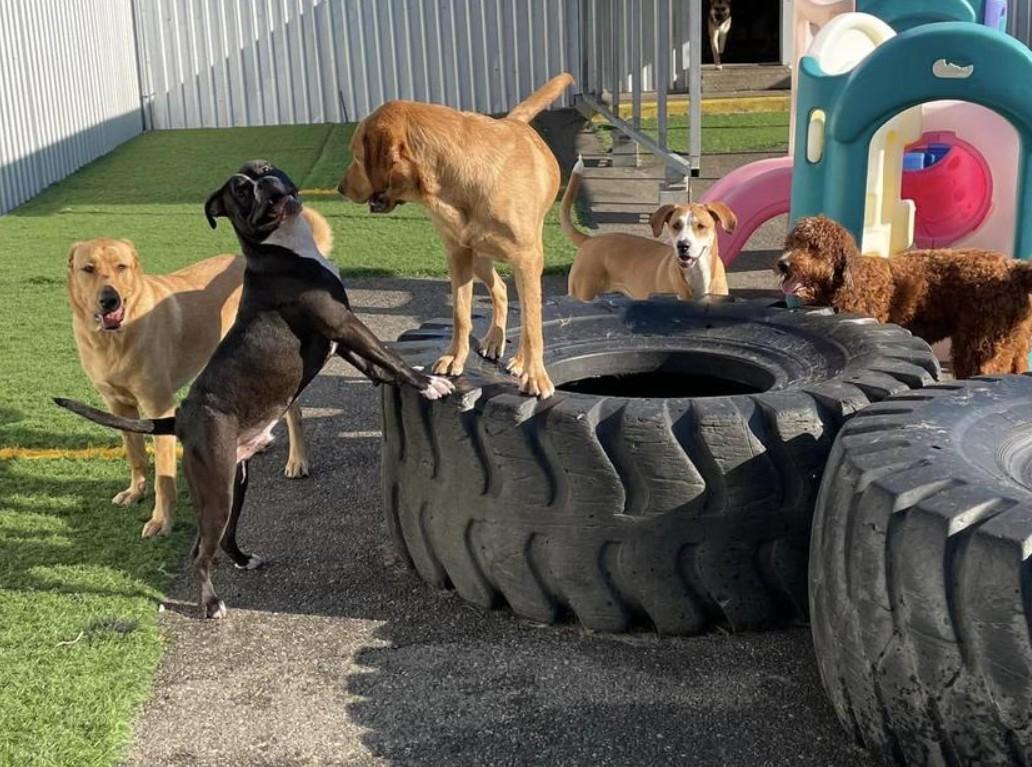 Pet Friendly Bark Central LLC