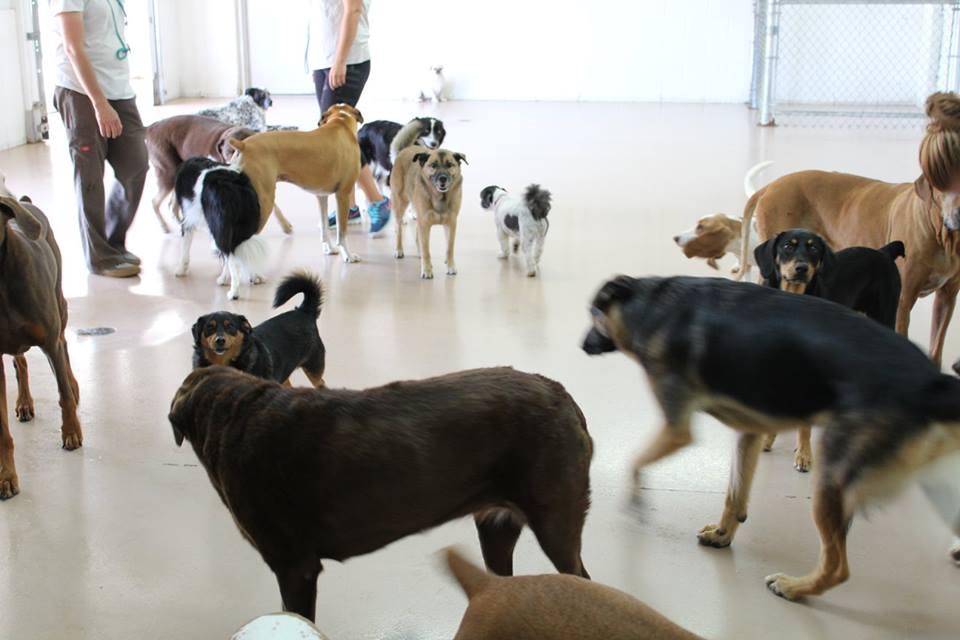 Pooch Playhouse and Boarding LLC