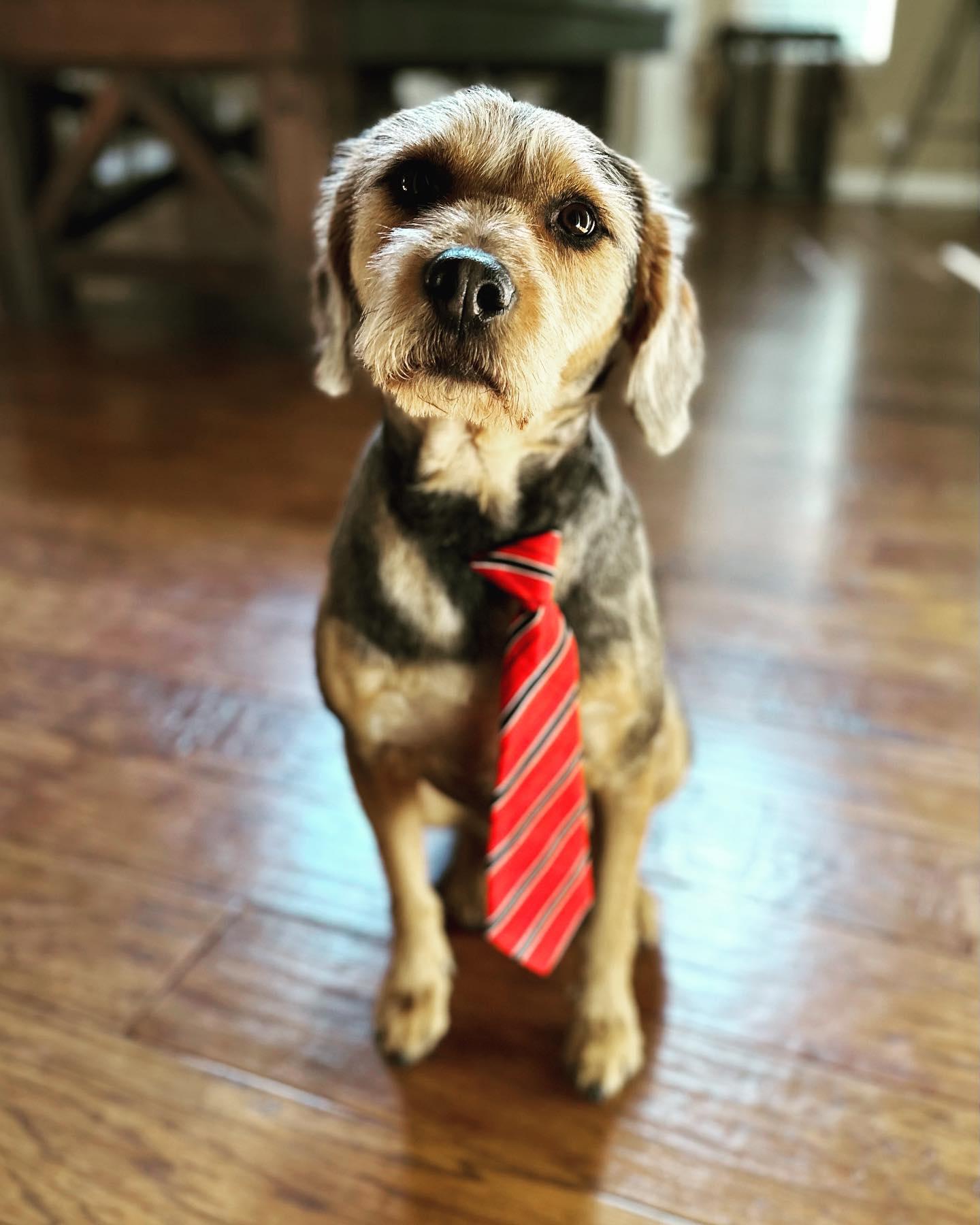Pet Friendly Monsieur Groomer