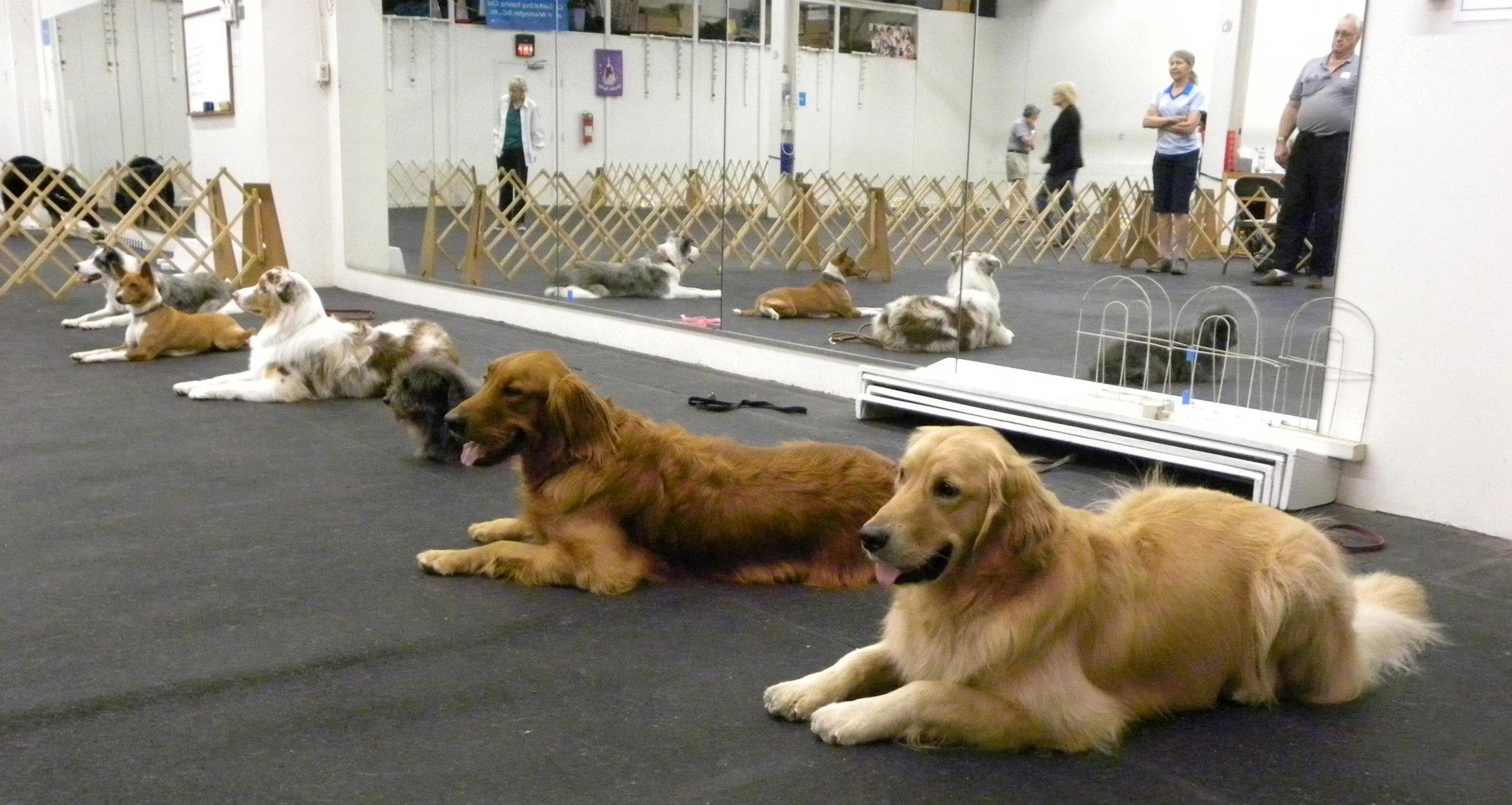 Pet Friendly Capital Dog Training Club