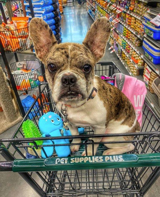 Directory of Pet Stores in Sinking Spring PA BringFido