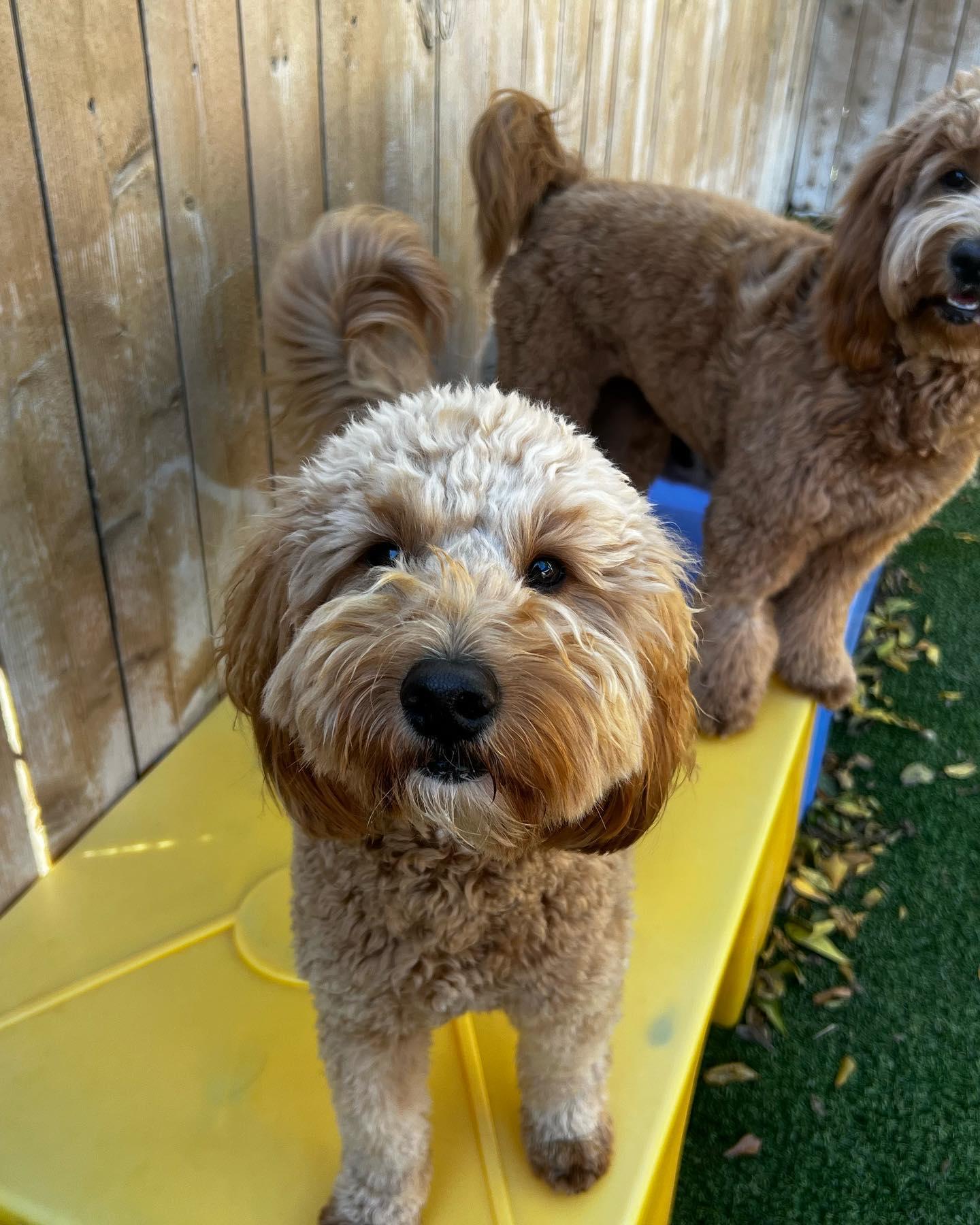 Pet Friendly Houston Bark Park and Daycare