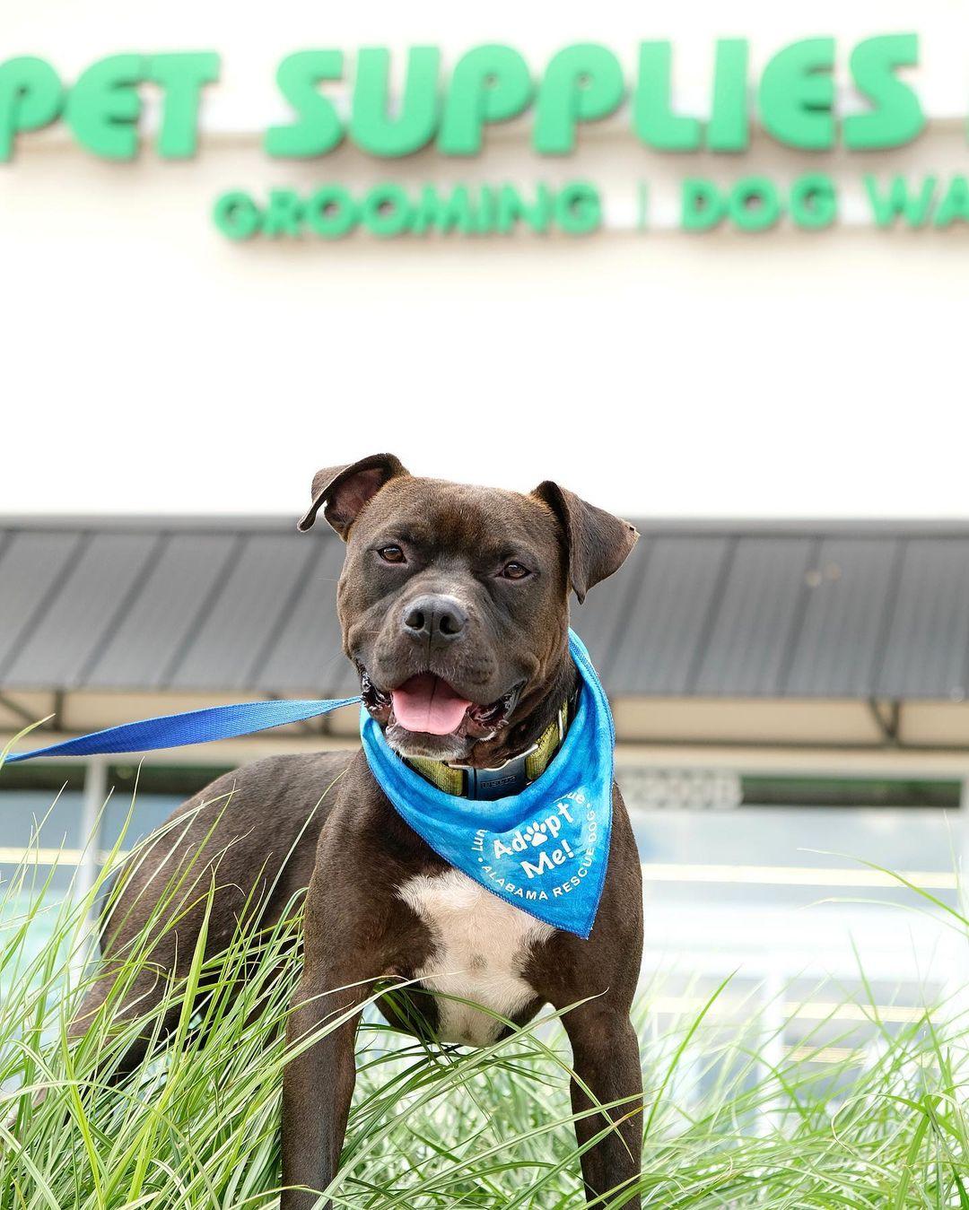 Pet supplies outlet by me