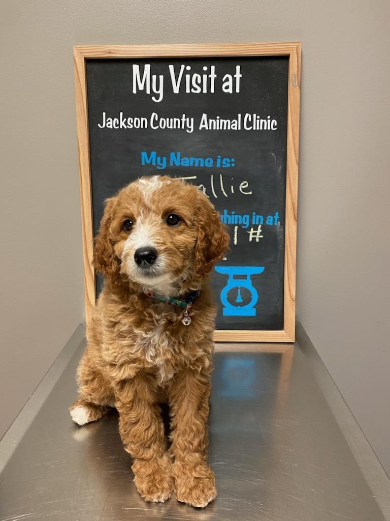 Pet Friendly Jackson County Animal Clinic