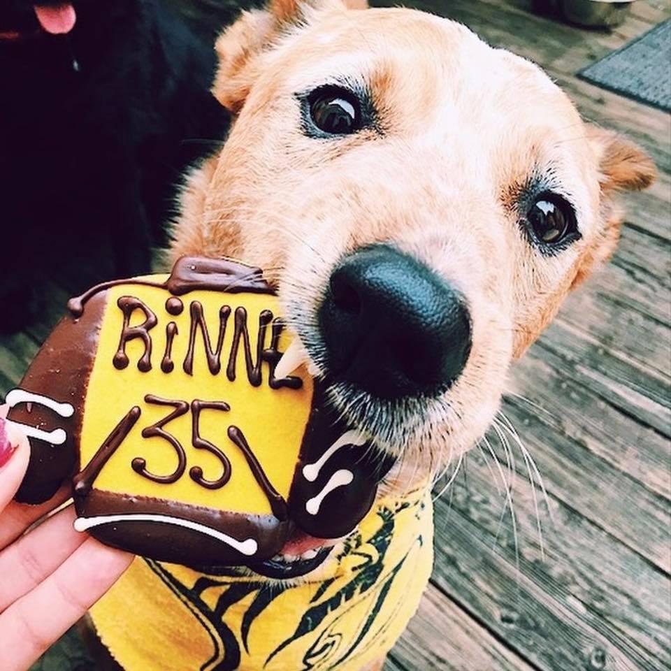 Directory Of Pet Stores In Nashville Tn Bringfido