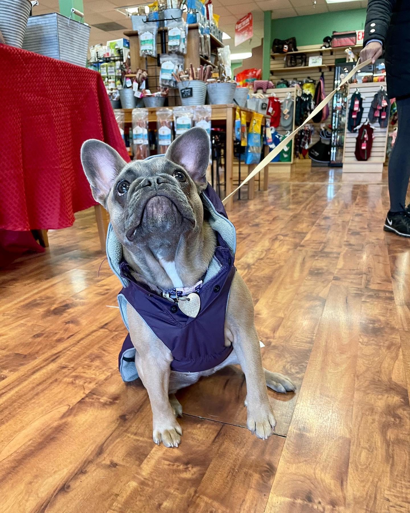 Pet Friendly Top Dogs Pet Boutique