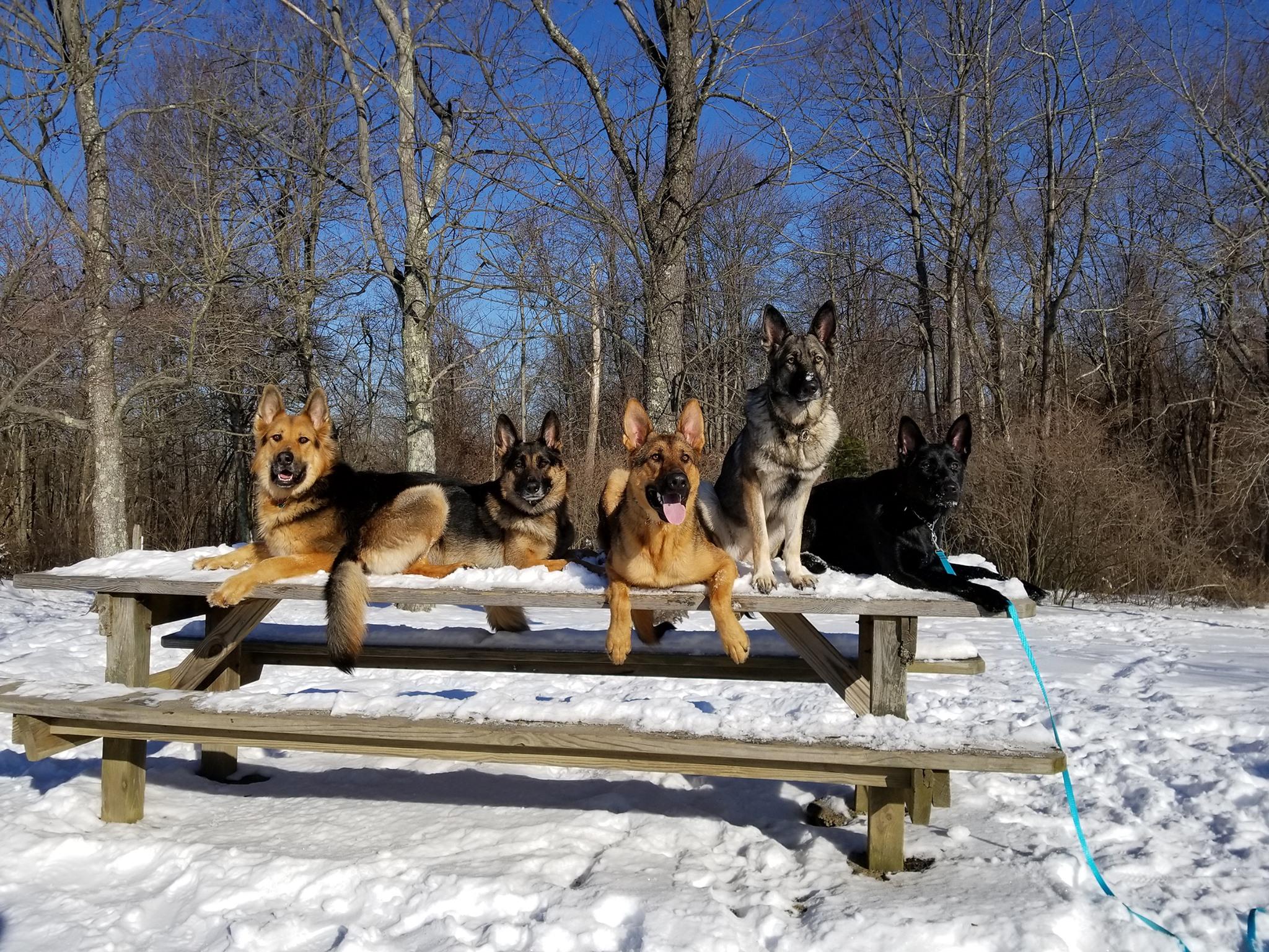 Pet Friendly Paw & Order Dog Training Westmoreland