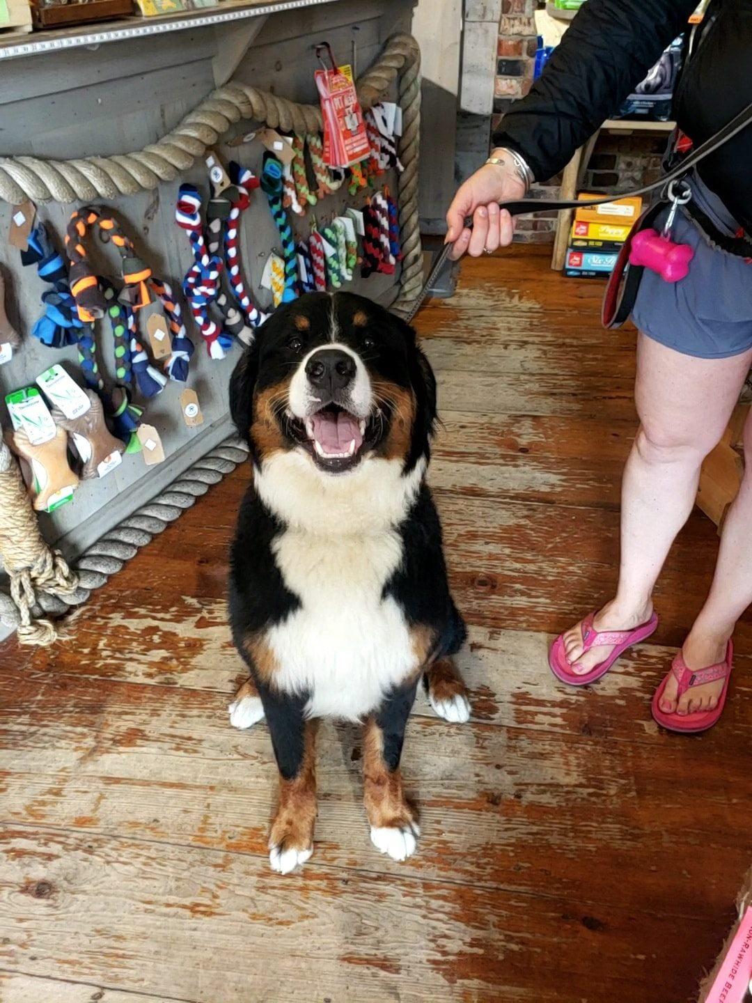 Stores for dogs near me hot sale