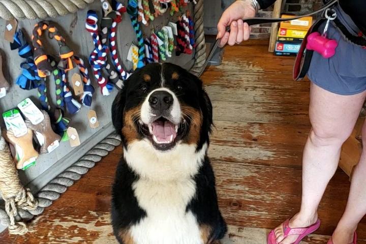 Pet Friendly Two Salty Dogs Pet Outfitters