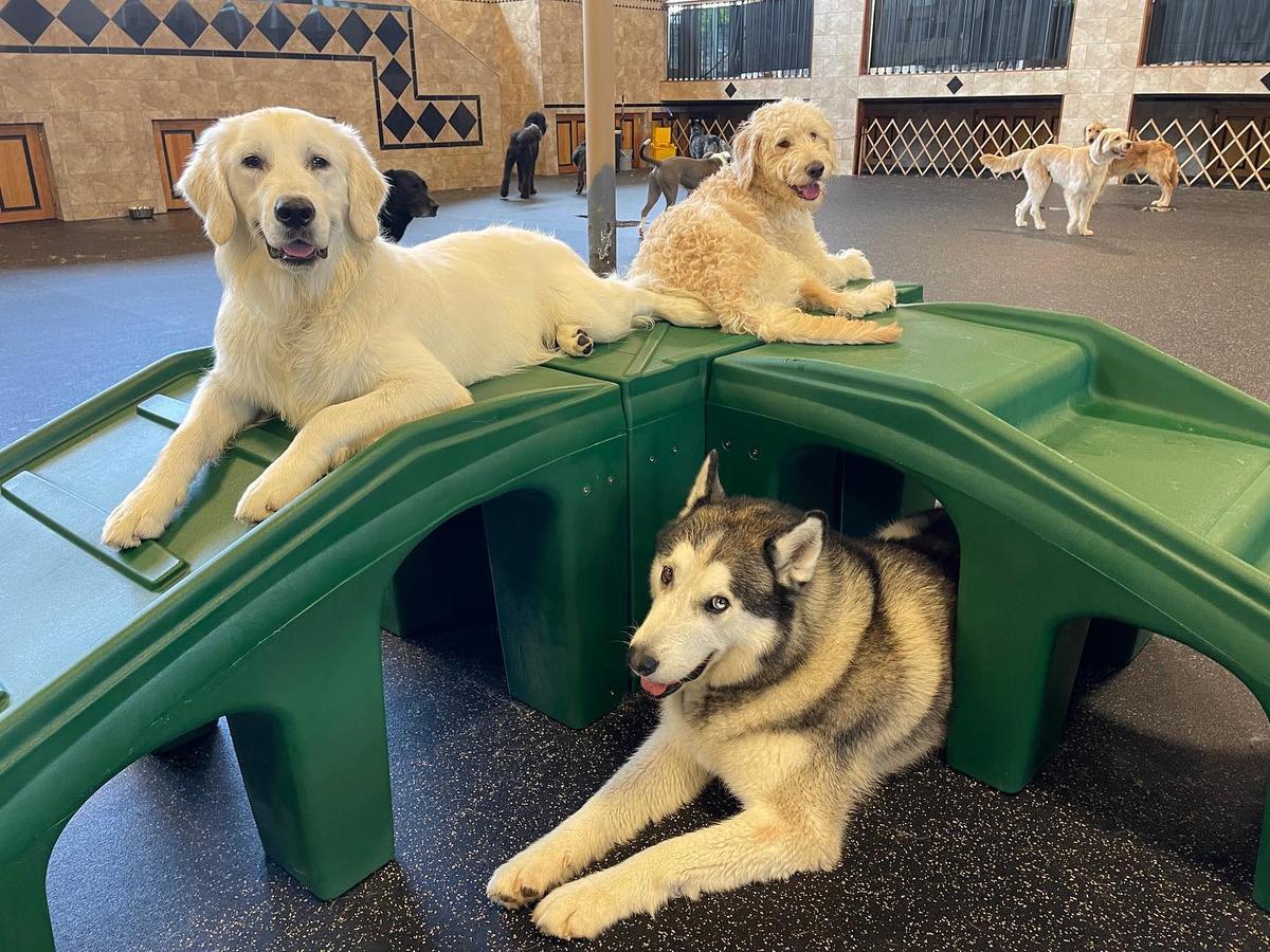 Georgetown dog shop daycare