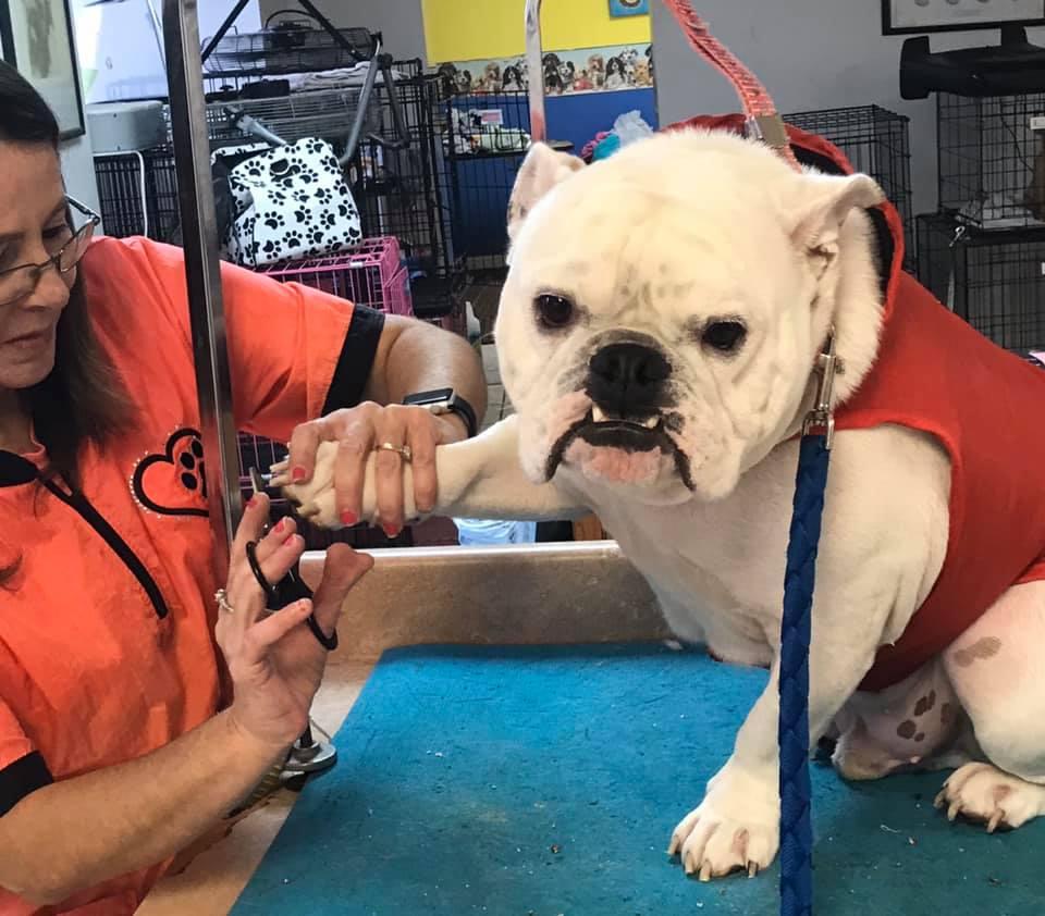 Shaggy Doos Pet Grooming & Boarding