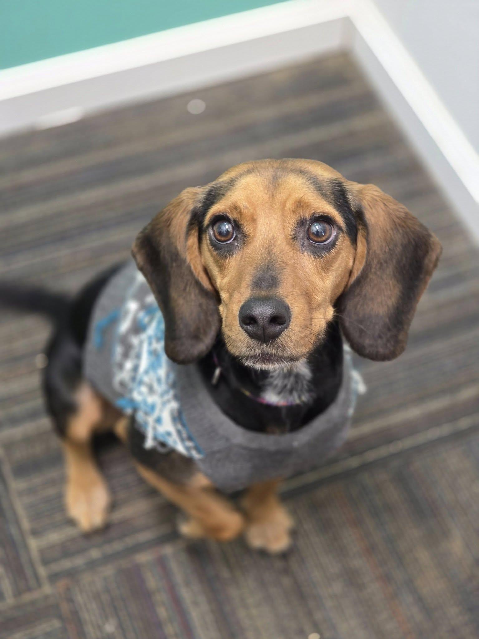 Pet Friendly Humane Society of Jefferson County