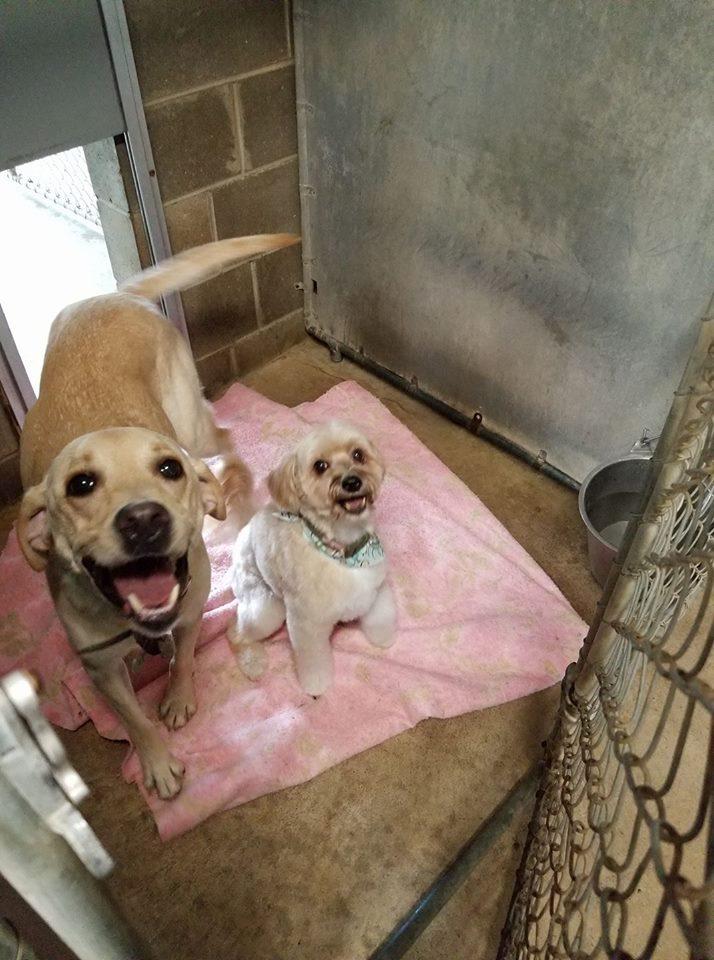 Happy Dog Hideaway