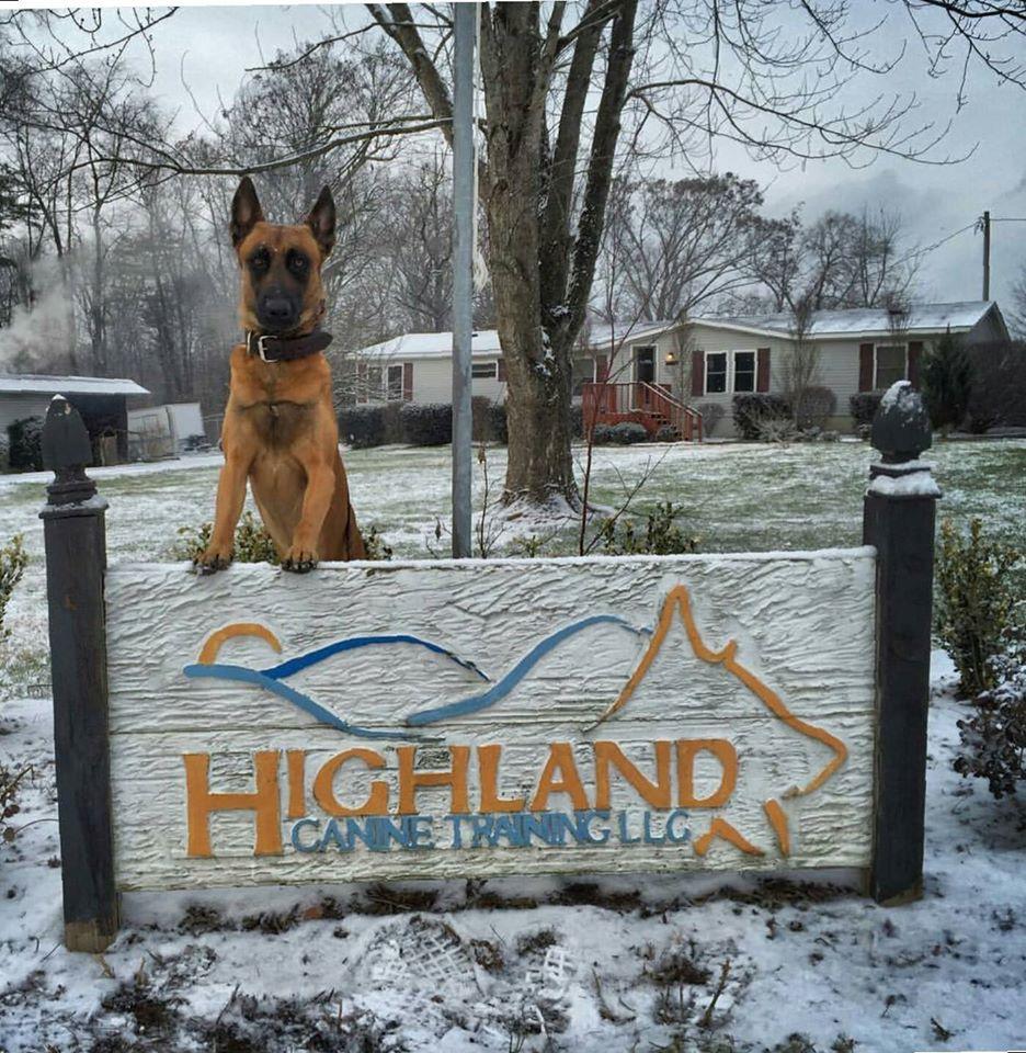Highland canine hotsell dog training