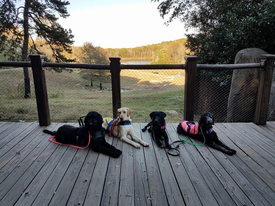 Highland dog training top