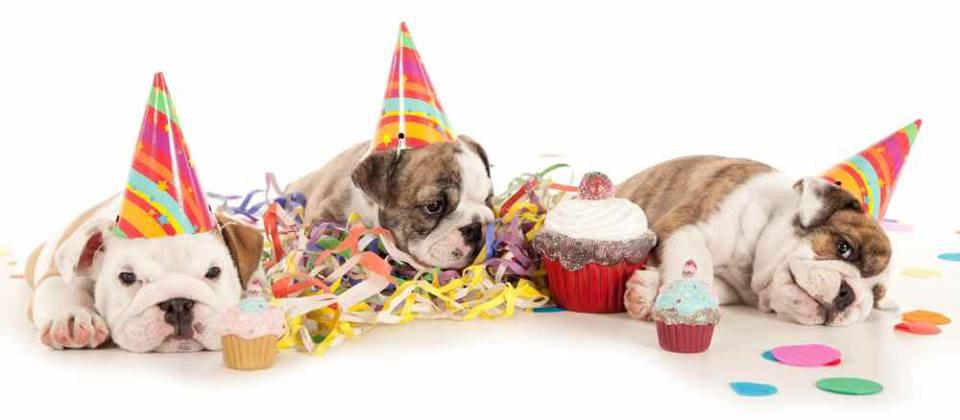 Pet Friendly Montreal Puppy Party Planner