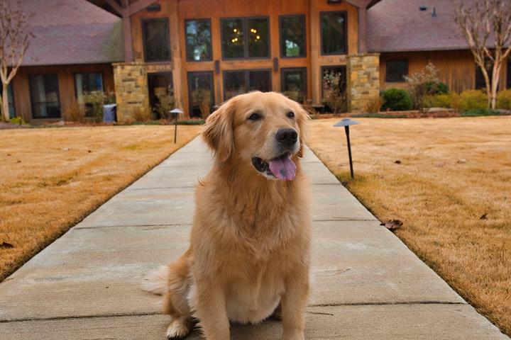 Pet Friendly The Pine Hill Ranch Canine Center