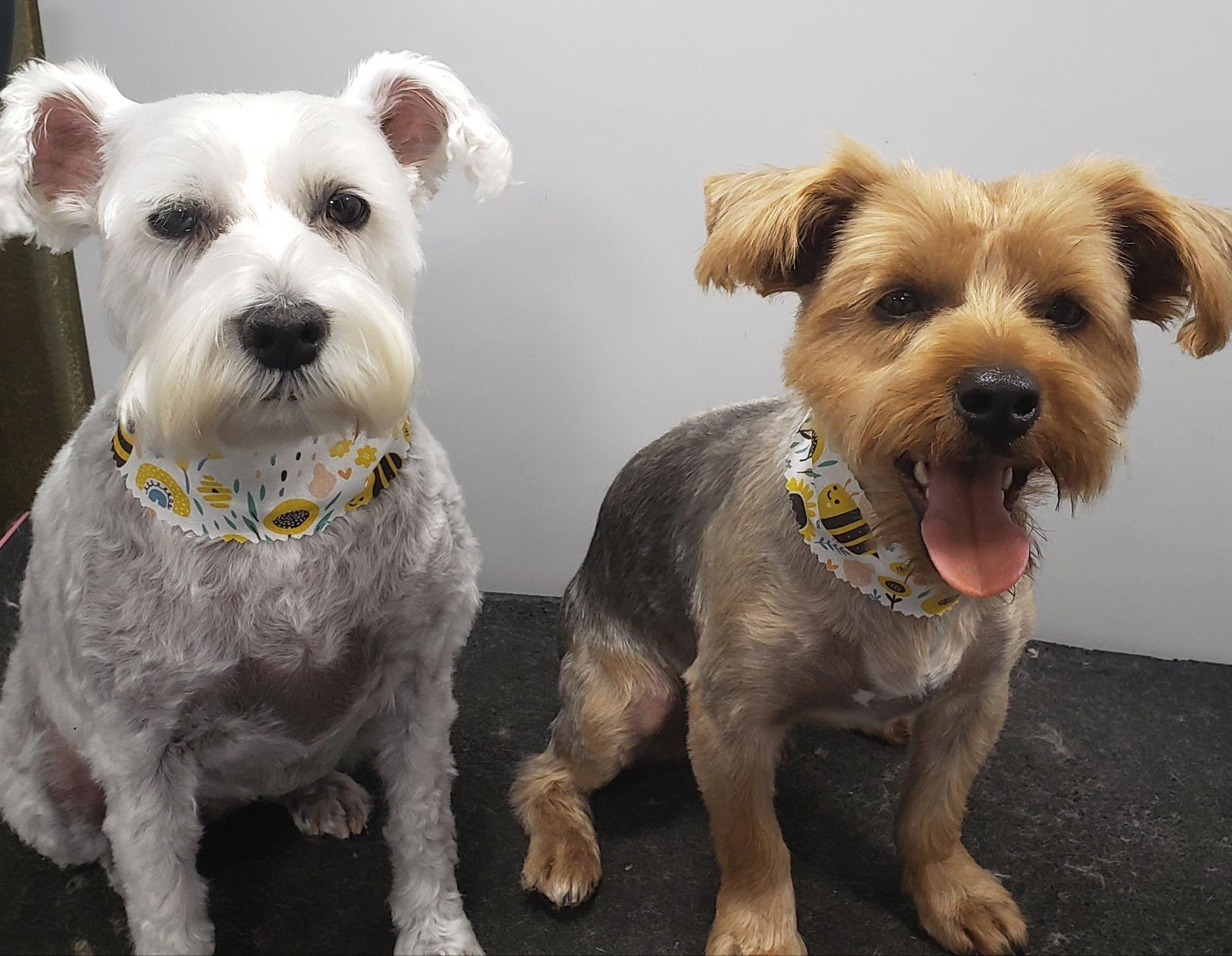 Pet Friendly Happy Hearts Pet Salon