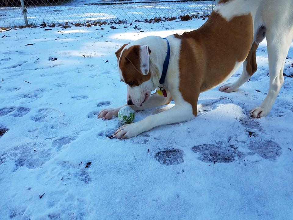 Directory Of Doggie Daycare Boarding In Clemson Sc Bringfido