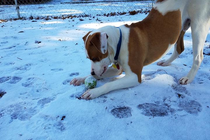 Directory Of Doggie Daycare Boarding In Piedmont Sc Bringfido