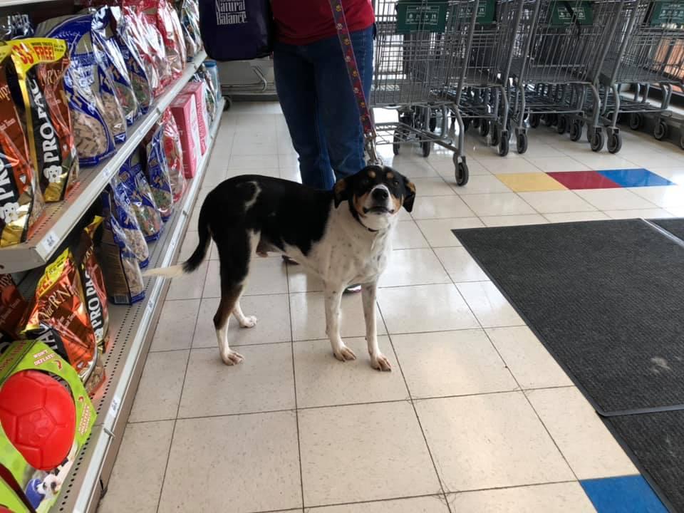Speck's pet supplies discount