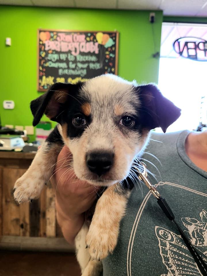 Directory of Pet Stores in Eau Claire WI BringFido