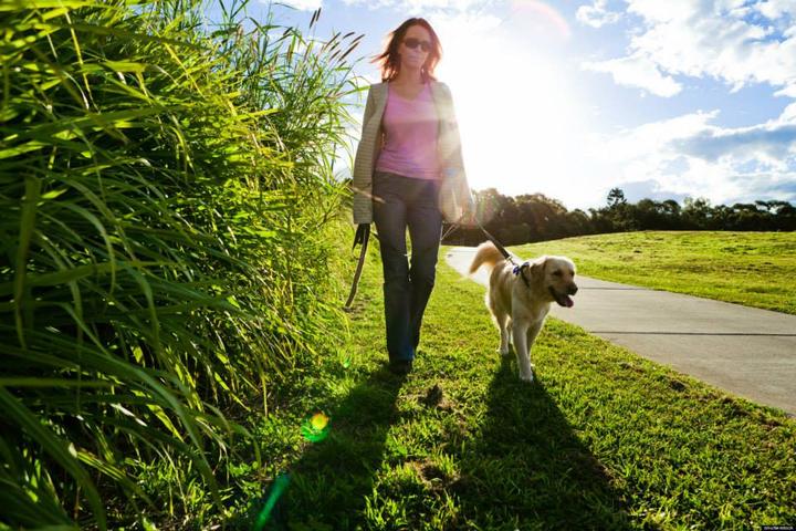Pet Friendly Cary Dog Walkers