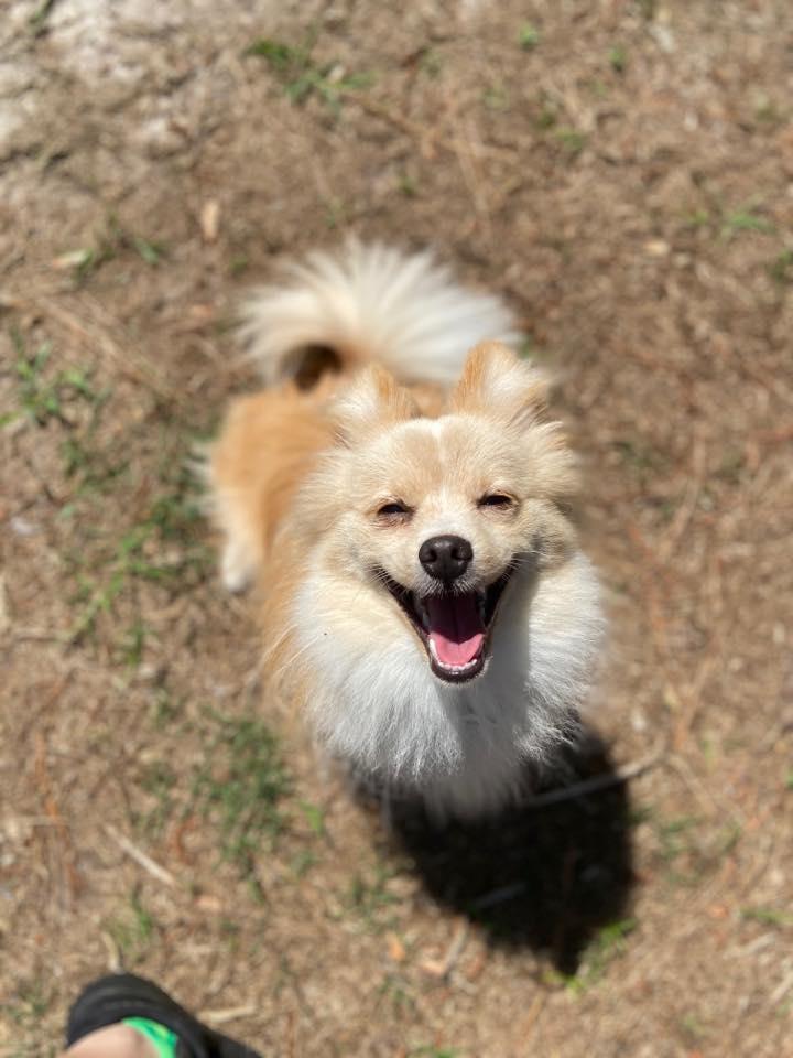 Doggy daycare jacksonville nc shop