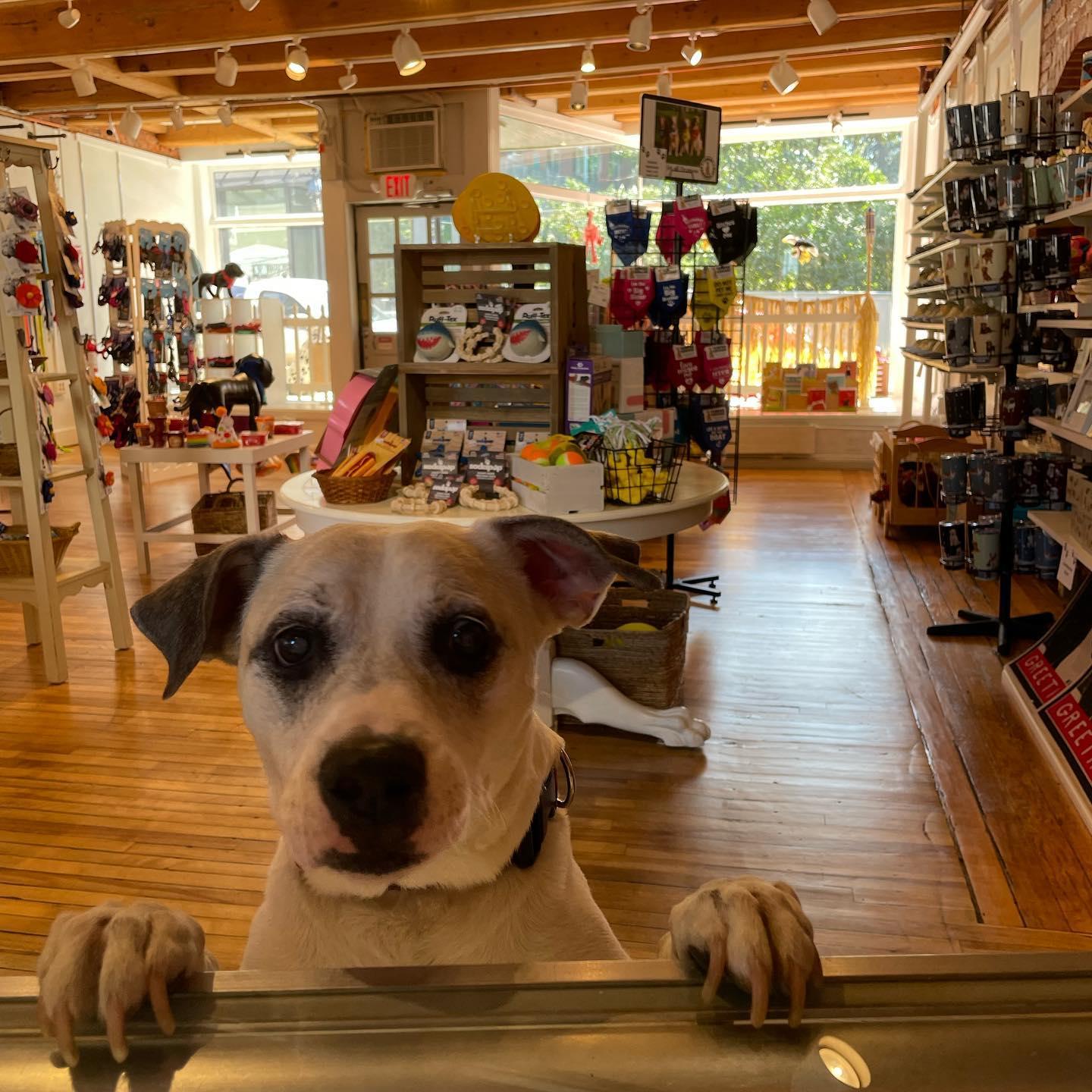 Pet Gift Shop in Wells Maine - Renee's Cat and Dog Gift Shop Ogunquit