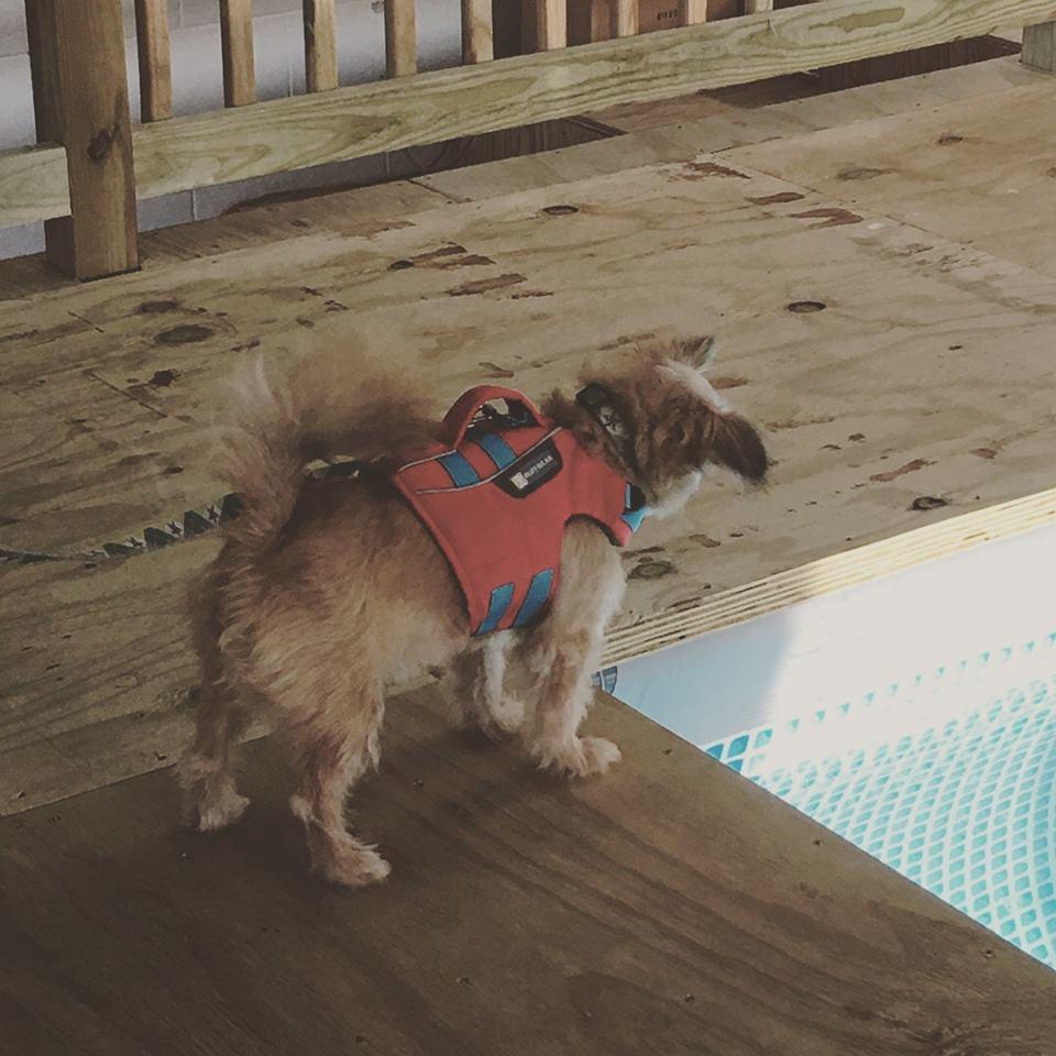 Pet Friendly Dog Paddle