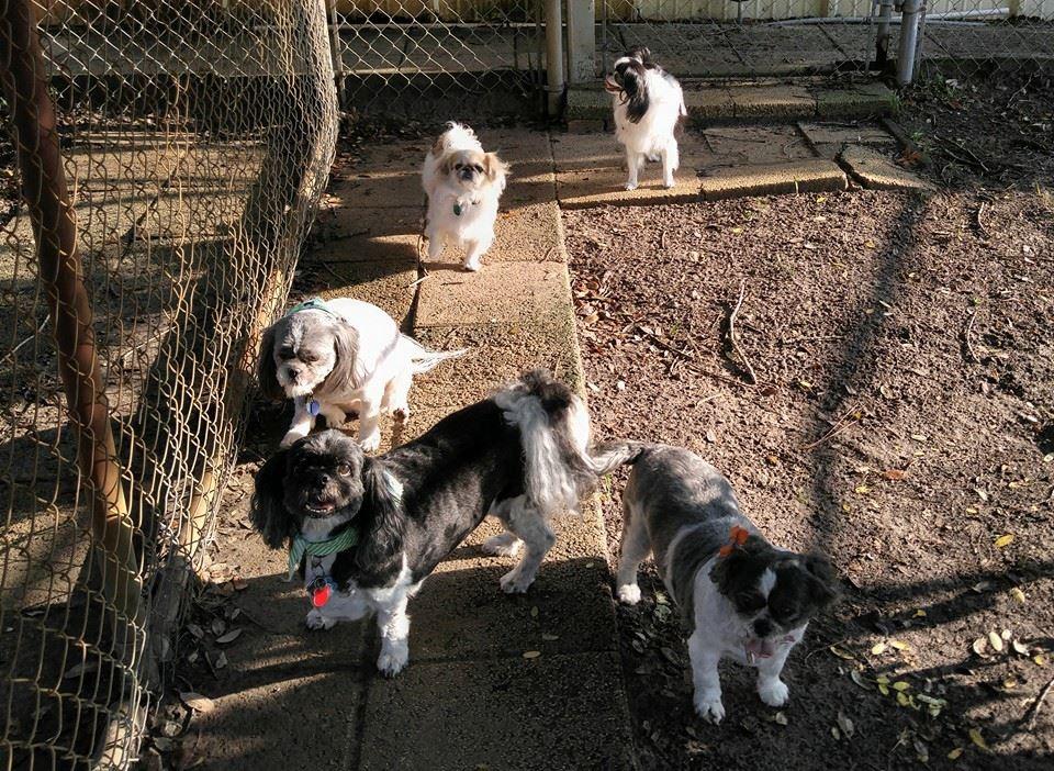 Dog kennels at clearance academy