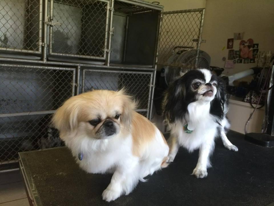 Dog kennels at academy hotsell